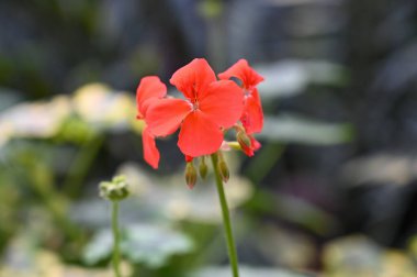 Güzel Kırmızı Egzotik Çiçekler Bahçede