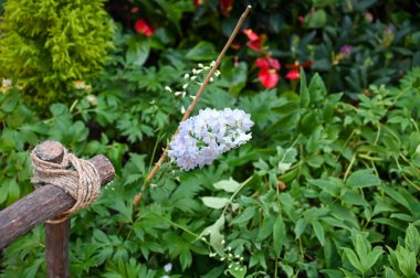Güzel Egzotik Beyaz Çiçekler Bahçede