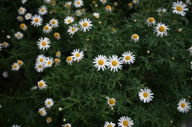 Paris papatyası, Argyranthemum frutescens, Marguerite ya da Marguerite papatya olarak da bilinir.