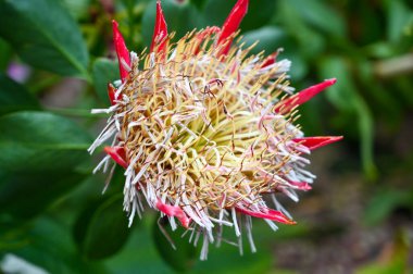 Protea cynaroides Çiçeği ayrıca Kral Protea, dev protea, bal küpü veya Bahçe 'deki Kral Şeker Çalı bitkisi olarak da bilinir.