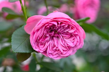 Bahçede açan Pembe Melez Gül Çiçeği