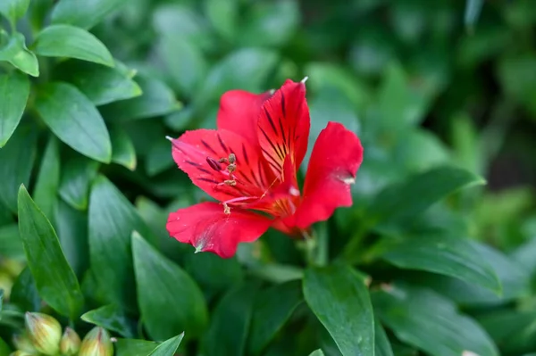 Bahçedeki Kırmızı Renkli Amber Çiçeği Bitkisi — Stok fotoğraf