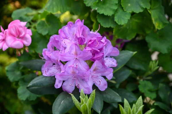 庭のピンク色のハイビスカスの花の植物 — ストック写真