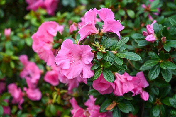 Pink Color Hibiscus Flower Plant Garden — Stock Photo, Image