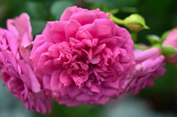 Planta Flores Rosa Bonita Jardim — Fotografia de Stock