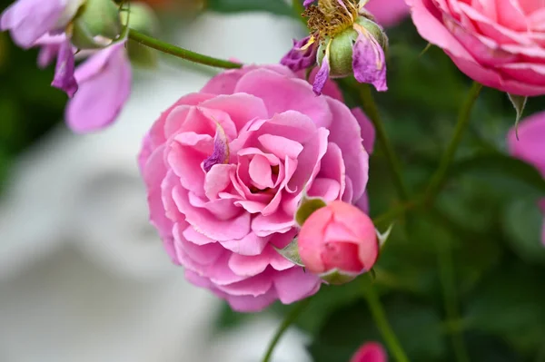 庭の美しいピンクの花の植物 — ストック写真