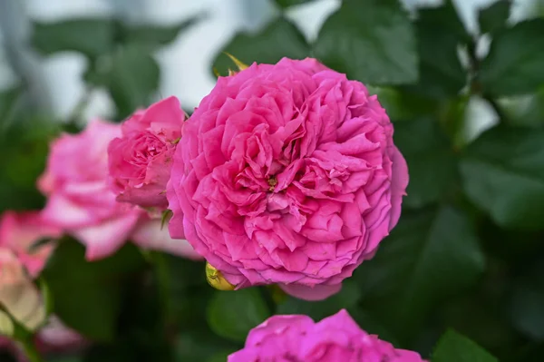 庭の美しいピンクの花の植物 — ストック写真