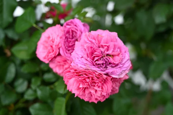 Gyönyörű Rózsaszín Virágok Növény Kertben — Stock Fotó