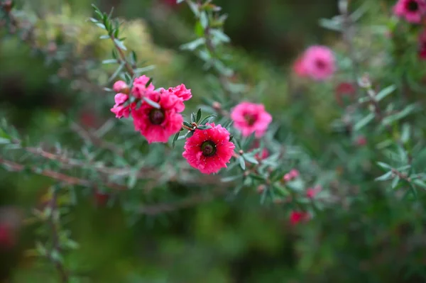 Güzel Pembe Çiçekler Bahçede Çiçek — Stok fotoğraf
