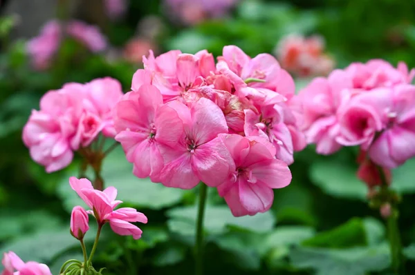 Belle Plante Fleurs Roses Dans Jardin — Photo