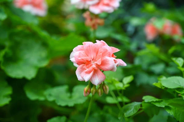 Belle Plante Fleurs Roses Dans Jardin — Photo