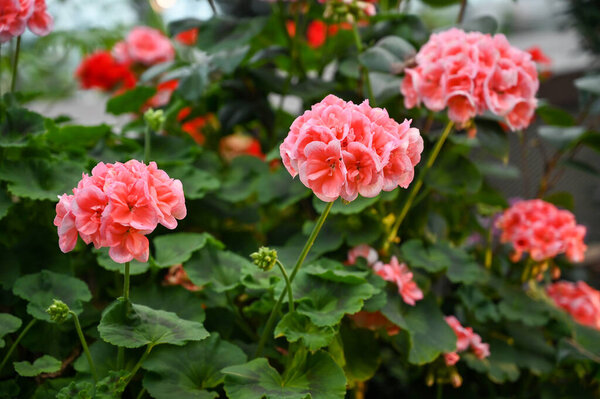 Красивые розовые цветы завод в саду