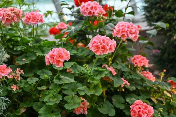 Planta Flores Rosa Bonita Jardim — Fotografia de Stock