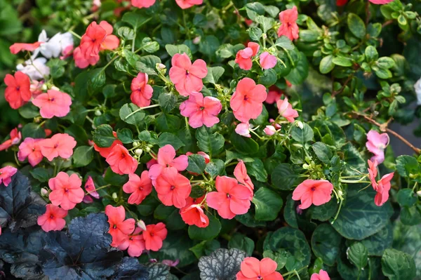 Όμορφη Ροζ Λουλούδια Φυτό Στον Κήπο — Φωτογραφία Αρχείου