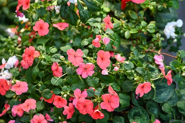 庭の美しいピンクの花の植物 — ストック写真