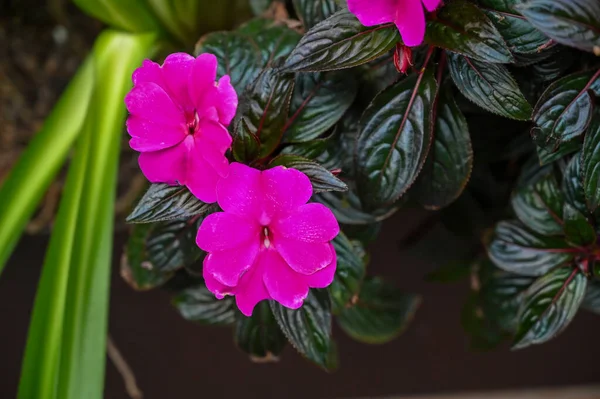 庭の美しいピンクの花の植物 — ストック写真