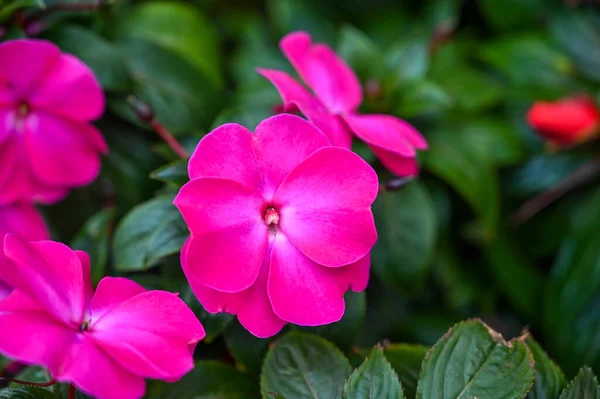 Güzel Pembe Çiçekler Bahçede Çiçek — Stok fotoğraf