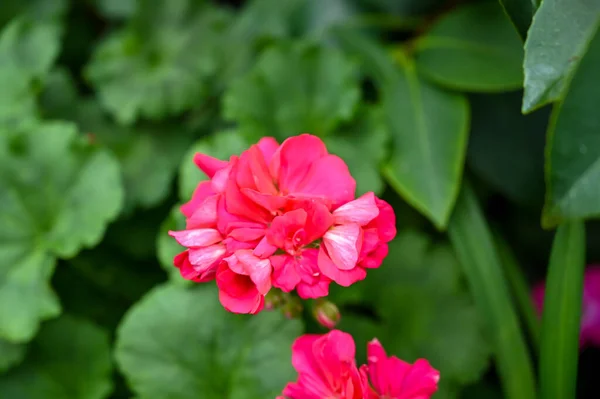 Belle Plante Fleurs Roses Dans Jardin — Photo