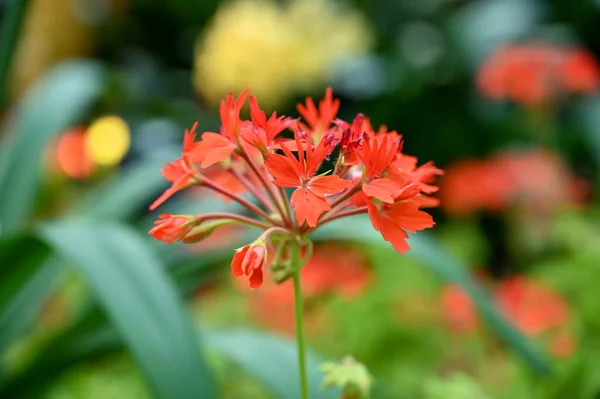 庭の美しい赤いエキゾチックな花の植物 — ストック写真