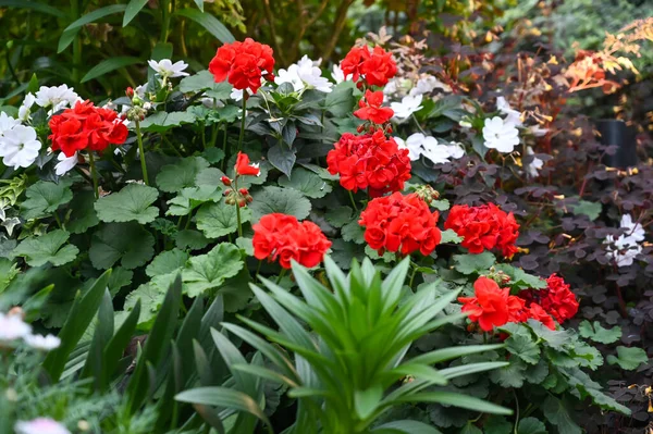 庭の美しい赤いエキゾチックな花の植物 — ストック写真