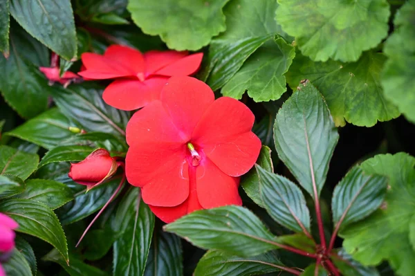 庭の美しい赤いエキゾチックな花の植物 — ストック写真