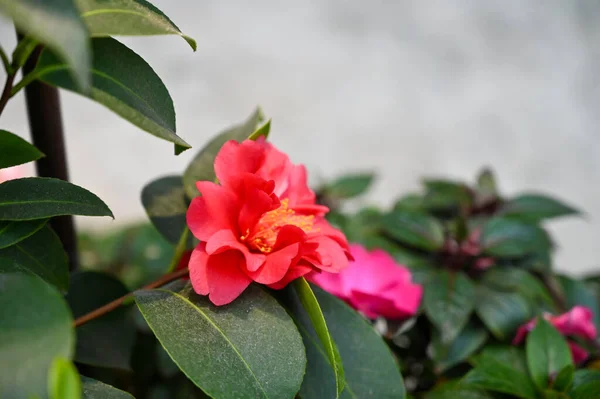 Güzel Kırmızı Egzotik Çiçekler Bahçede — Stok fotoğraf