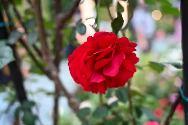 Piękne Czerwone Egzotyczne Kwiaty Roślin Ogrodzie — Zdjęcie stockowe