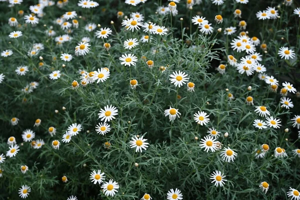 Paris papatyası, Argyranthemum frutescens, Marguerite ya da Marguerite papatya olarak da bilinir.