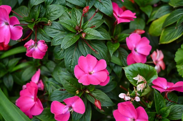 Όμορφη Ροζ Λουλούδια Φυτό Στον Κήπο Εικόνα Αρχείου