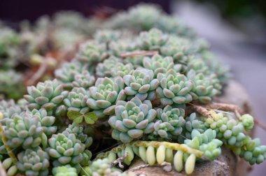 Echeveria 'Grosso' da, bahçede büyüyen eflatun aralıklarla, toz mavisi ve eflatun rengi yapraklardan oluşan muhteşem kolyeler bulunuyor.