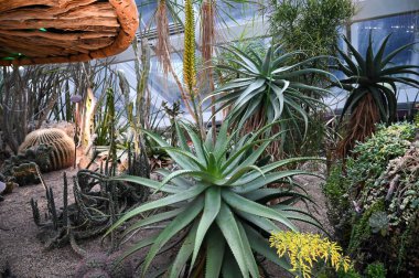 Aloe Reynoldsii Bahçedeki Bitki. Aloe Reynoldsii bir rosette toplanmış yaprakları olan sulu bir balık.