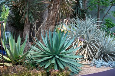 Aloe Reynoldsii Bahçedeki Bitki. Aloe Reynoldsii bir rosette toplanmış yaprakları olan sulu bir balık.