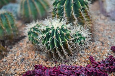 Bahçede yetişen altın varil kaktüs. Echinocactus grusonii ya da Kroenleinia grusonii, halk arasında altın varil kaktüsü, altın top ya da kayınvalidenin yastığı olarak bilinir..