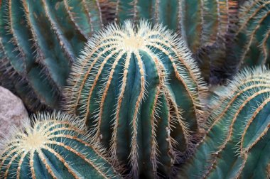 Bahçede yetişen altın varil kaktüs. Echinocactus grusonii ya da Kroenleinia grusonii, halk arasında altın varil kaktüsü, altın top ya da kayınvalidenin yastığı olarak bilinir..