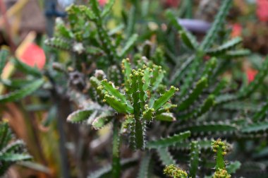 Bahçedeki çöl bölgesinde yetişen sulu kaktüsler.