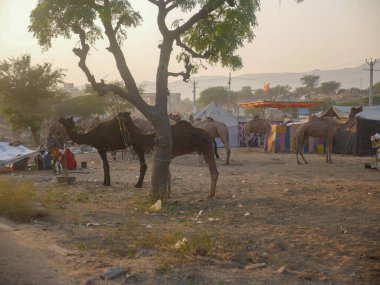 Hindistan 'ın en büyük deve fuarında satılmak üzere Hint Çölü şehri Pushkar Rajasthan' da toplandı..