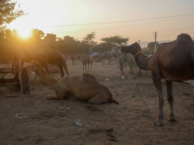 Hindistan 'ın en büyük deve fuarında satılmak üzere Hint Çölü şehri Pushkar Rajasthan' da toplandı..