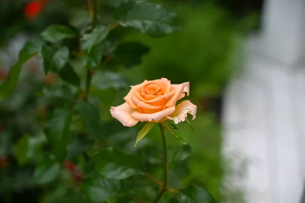 Piękne Różowe Kwiaty Róży Kwitnące Ogrodzie — Zdjęcie stockowe