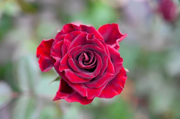Piękne Kwiaty Czerwonej Róży Kwitnące Ogrodzie — Zdjęcie stockowe