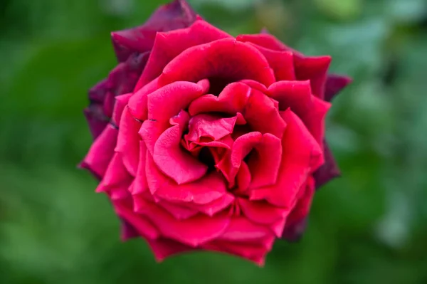 Όμορφα Κόκκινα Τριαντάφυλλα Λουλούδια Ανθίζουν Στον Κήπο — Φωτογραφία Αρχείου