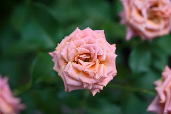 庭に咲くピンクローズの花 — ストック写真