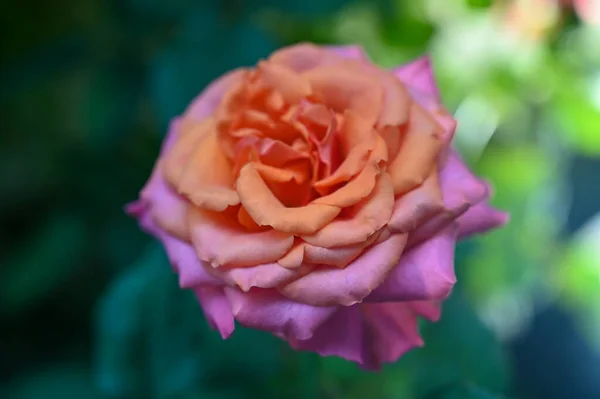 Różowe Kwiaty Róży Kwitnące Ogrodzie — Zdjęcie stockowe