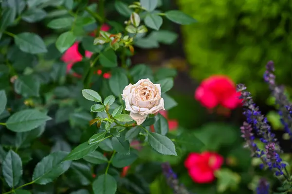 Biała Róża Kwiaty Kwitnące Ogrodzie — Zdjęcie stockowe