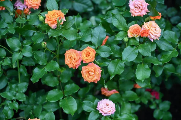 庭に咲く色とりどりのバラの花 — ストック写真