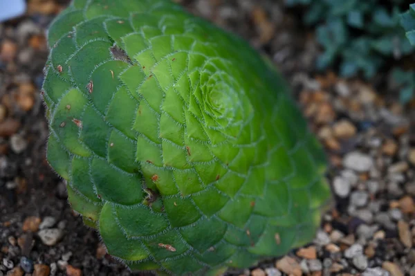 Aeonium Tabuliforme Lapos Tetejű Aeonium Vagy Csészealj Növény Egy Faj — Stock Fotó