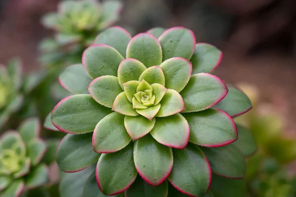 Echeveria Sulu bitki, bahçede yetişen bir çöl bitkisi.