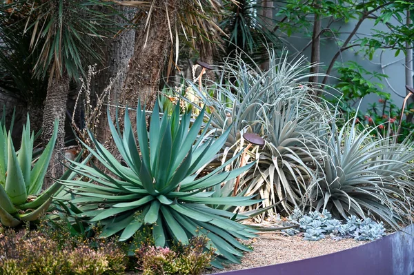 stock image Aloe reynoldsii Plant in garden. Aloe reynoldsii is a succulent with leaves gathered in a rosette