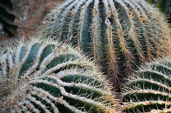 Złoty Kaktus Beczkowy Rosnący Ogrodzie Echinocactus Grusonii Lub Kroenleinia Grusonii — Zdjęcie stockowe