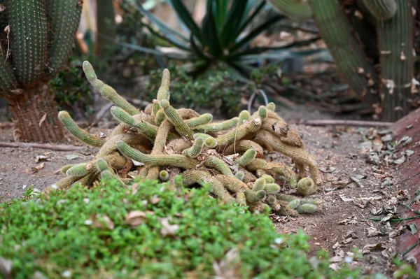 Zlatý Ocas Kaktus Nebo Kaktus Cleistocactus Winteri Šťavnatý Čeledi Kaktusovitých — Stock fotografie