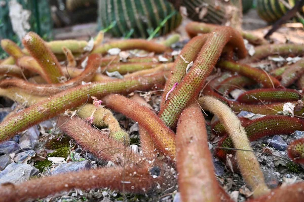 Złoty Szczur Ogon Kaktusa Lub Cleistocactus Winteri Jest Soczysty Rodziny — Zdjęcie stockowe